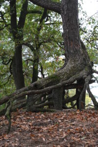 Twisted roots by Hans Jakusch