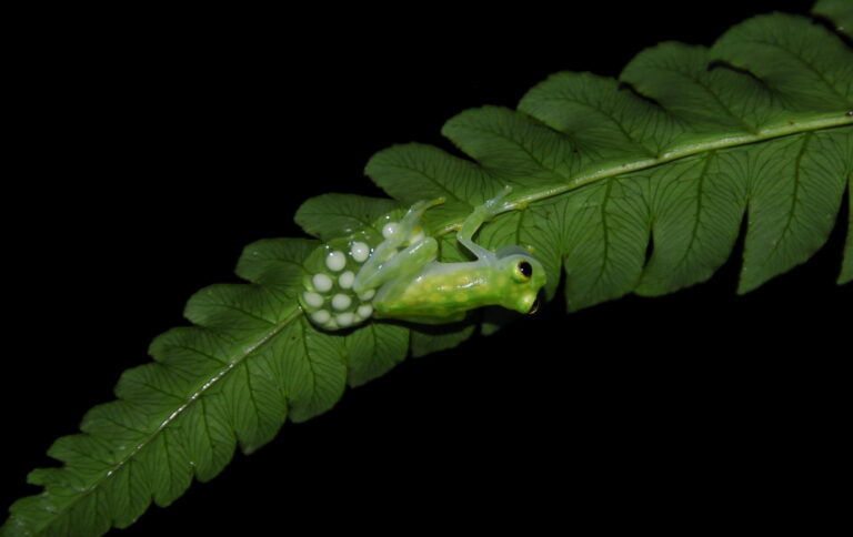 Tree frog Costa Rica by hansjakusch